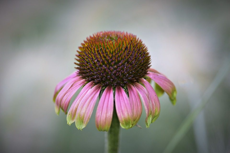 Echinacea – Rostlina silné imunity