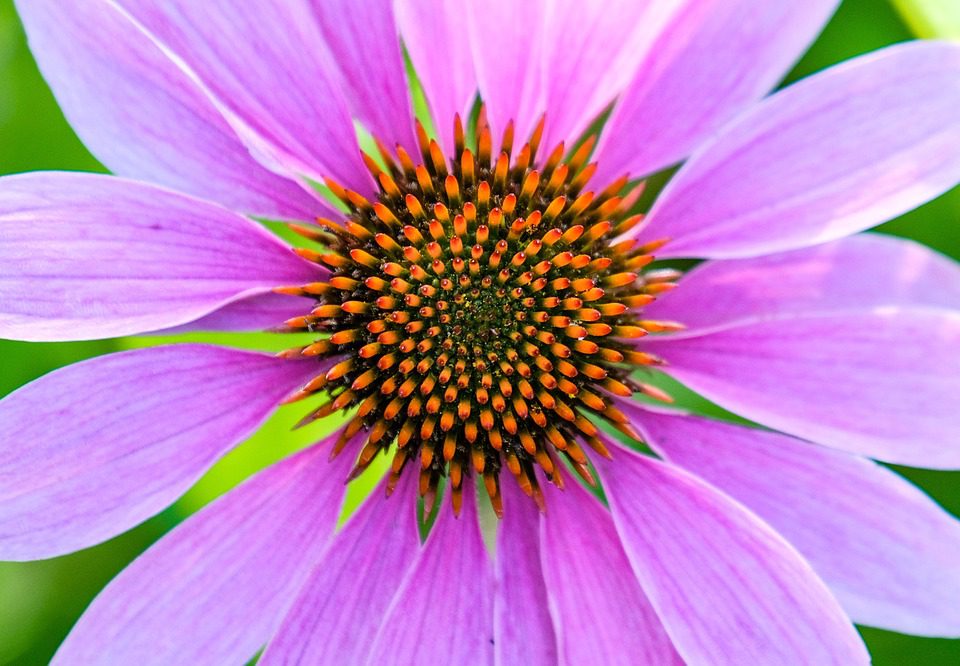 Echinacea: Léčivý rostlina z Ameriky