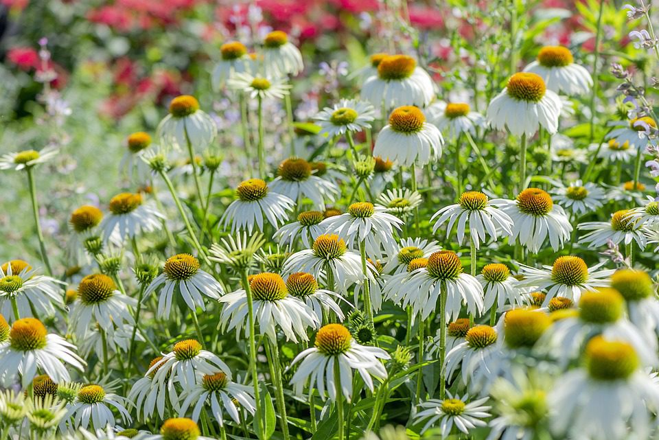 Echinacea pomáhá s covidem – Mýtus nebo fakta?