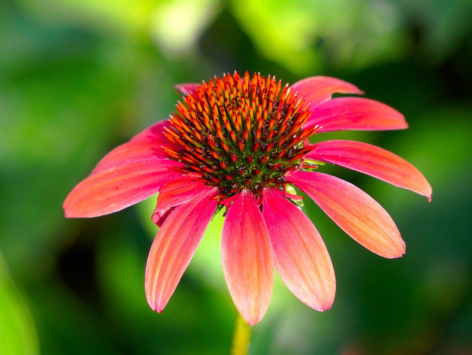 Jak vysoká může být echinacea?