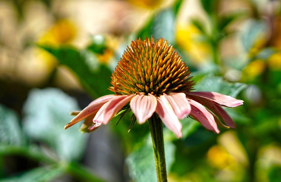 Co je echinacea a jak působí