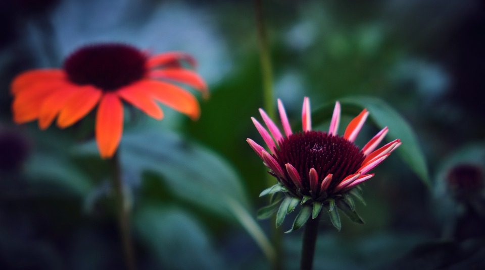 Co je echinacea