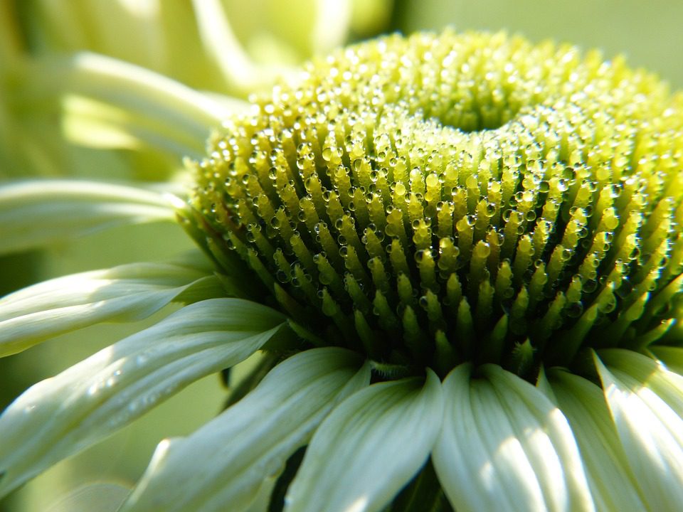 Echinacea – rostlina proti nachlazení