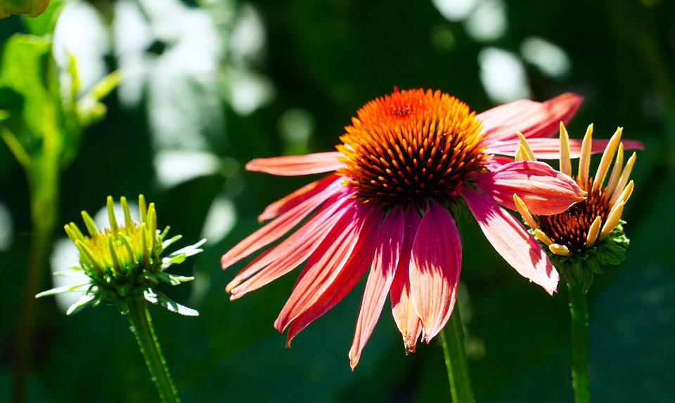 Echinacea – Rostlina s léčivými účinky