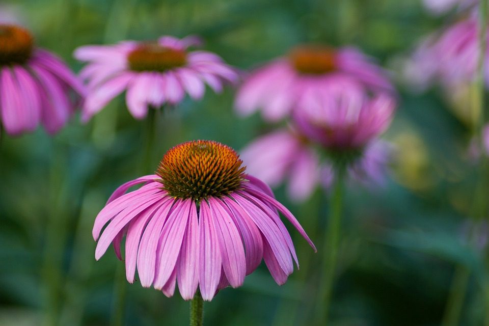 Echinacea - Léčebné účinky a užití v české medicíně