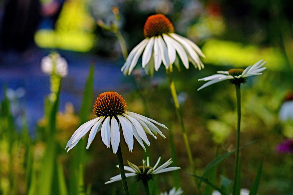 Echinacea - léčivá bylina