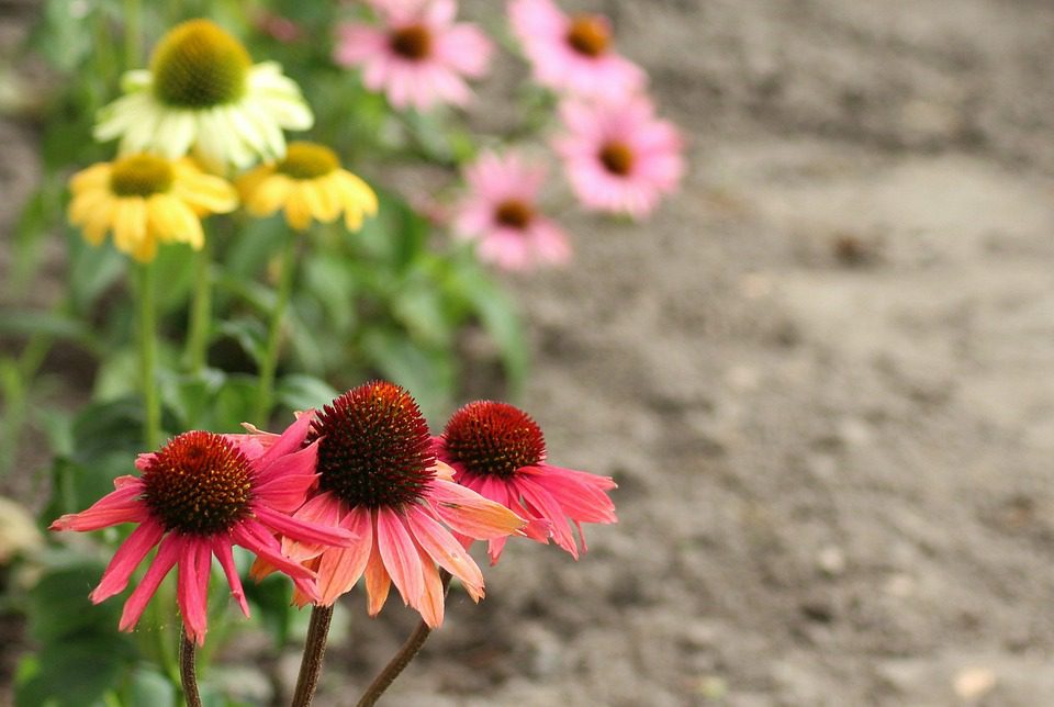 Co je echinacea a proč ji používat