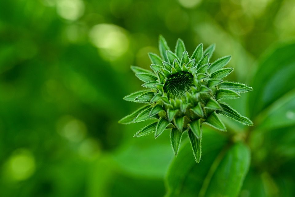 Echinacea - rostlina