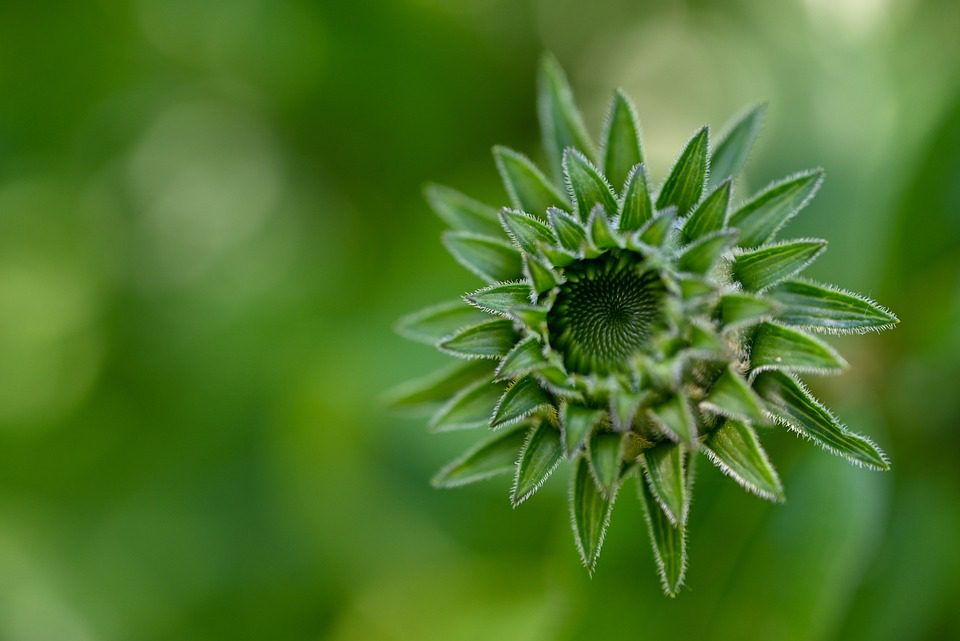 Echinacea - odolná rostlina proti jelenům