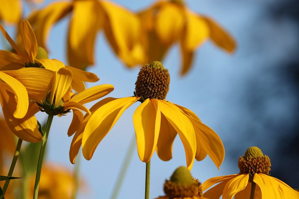 Jak dlouho zůstává echinacea v těle?