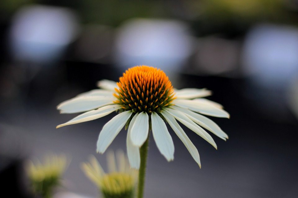 K čemu slouží echinacea?