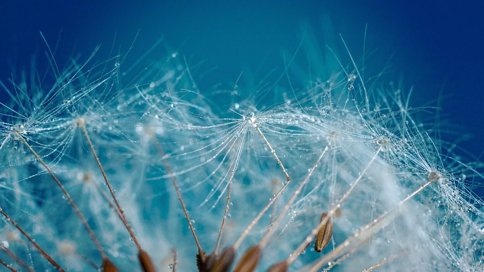 Kdy kvete pampeliška (When the dandelion blooms)