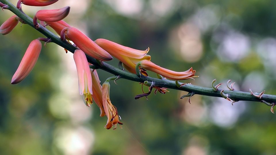 Aloe vera – jak správně skladovat rostlinu?