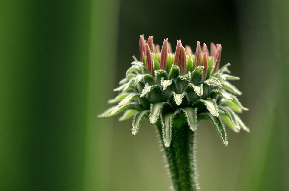 Echinacea - léčivá rostlina