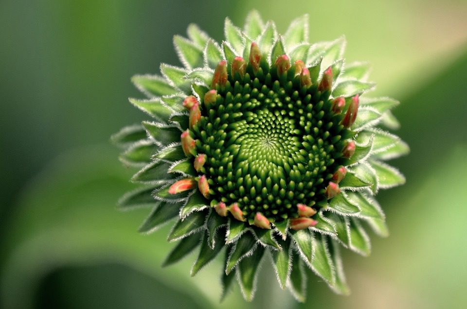 Echinacea – léčivá rostlina pro posílení imunitního systému