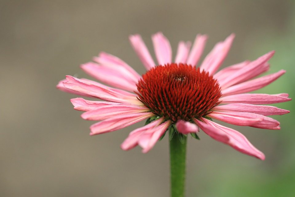 Echinacea: Rostlina posilující imunitu