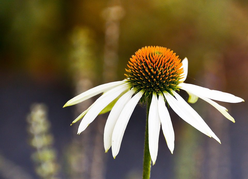 Echinacea - přírodní pomocník pro posílení imunity