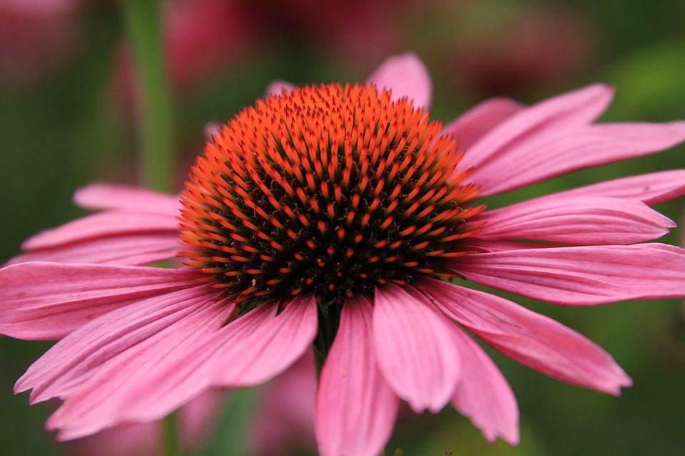 Echinacea pomáhá proti nachlazení