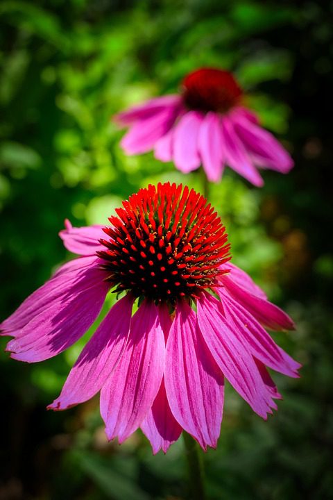 Echinacea – rostlina pro posílení imunity