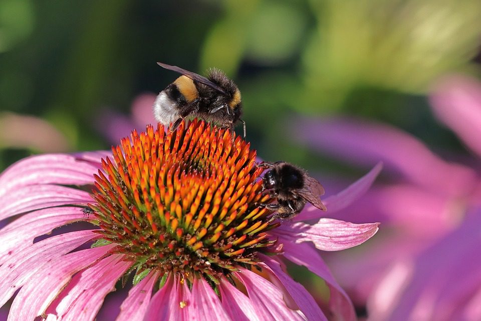 Echinacea - ochrana před nachlazením a infekcemi