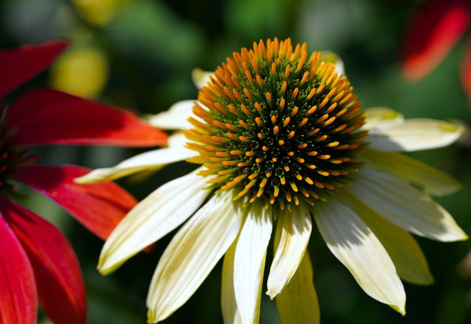 Echinacea účinkuje - vědecké poznatky a zkušenosti