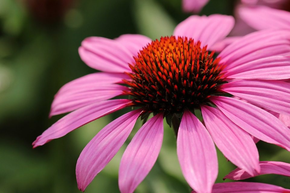 Echinacea - prospěšná rostlina pro vaše zdraví