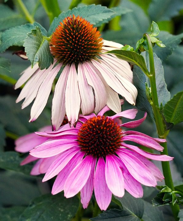 Echinacea - Posilující bylina