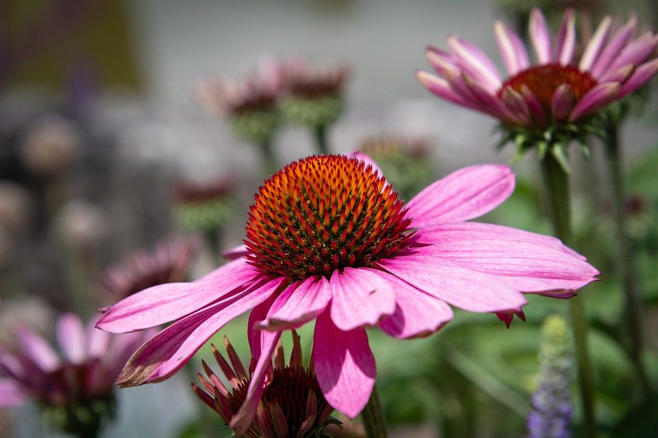 Jak efektivně využívat rostlinu echinacea