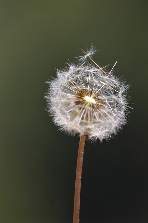 Co zabíjí pampelišky? (What kills dandelions?)