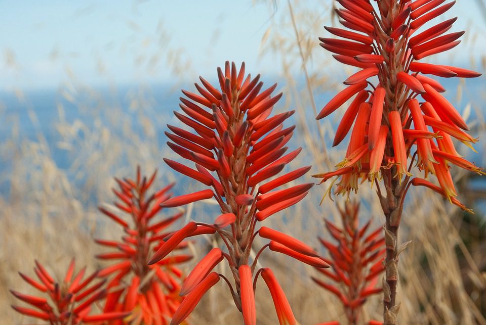 Může mít pes aloe vera? (Can dogs have aloe vera?)