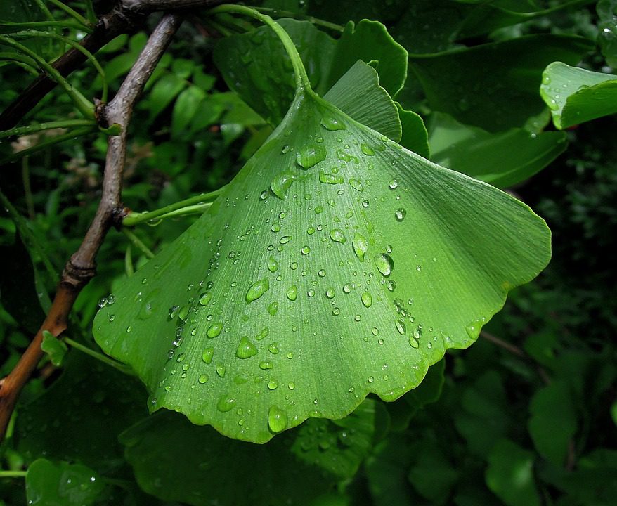 Ginkgo Biloba: Přínosy pro lidské zdraví