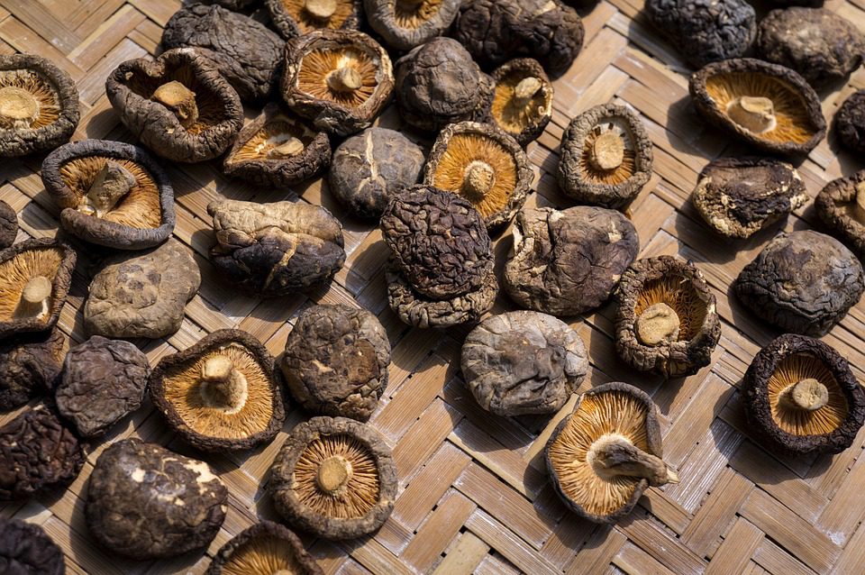 Kde koupit shiitake houby v Čechách