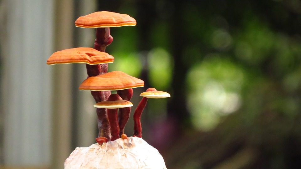 Reishi: Čínská houba zázraků