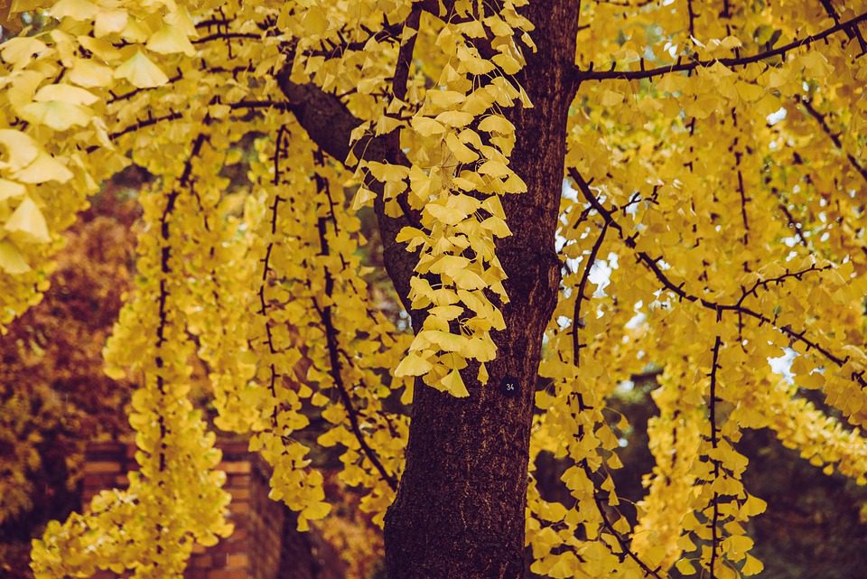 Ginkgo Biloba - Divadlec a léčivka