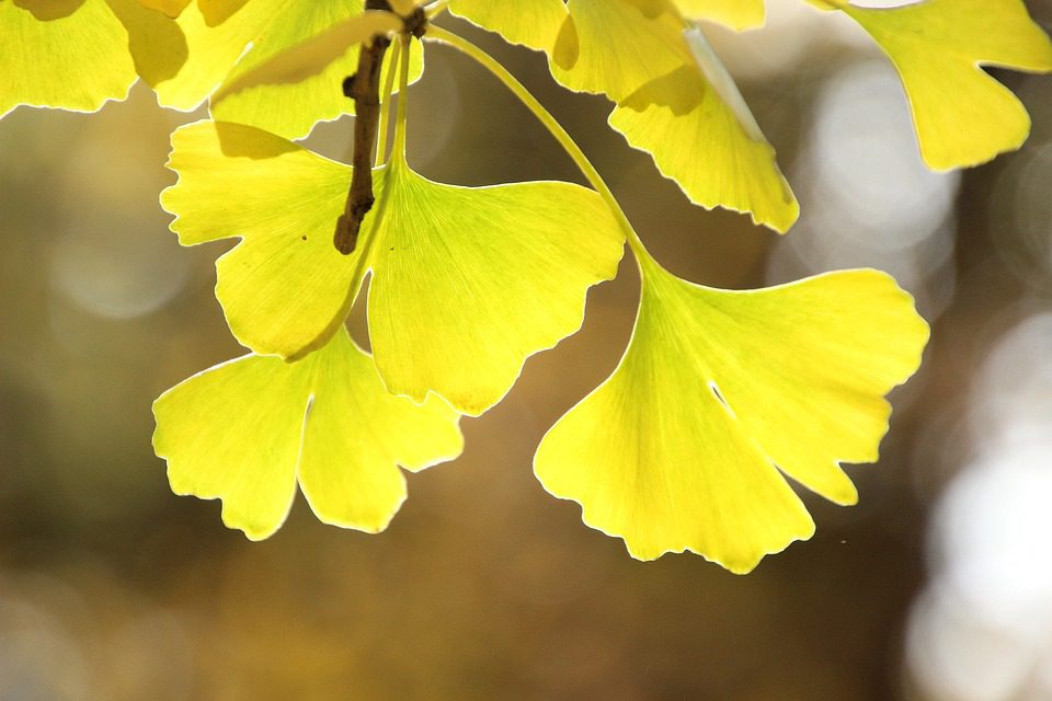 Ginkgo Biloba - účinky a přínosy v tradiční čínské medicíně