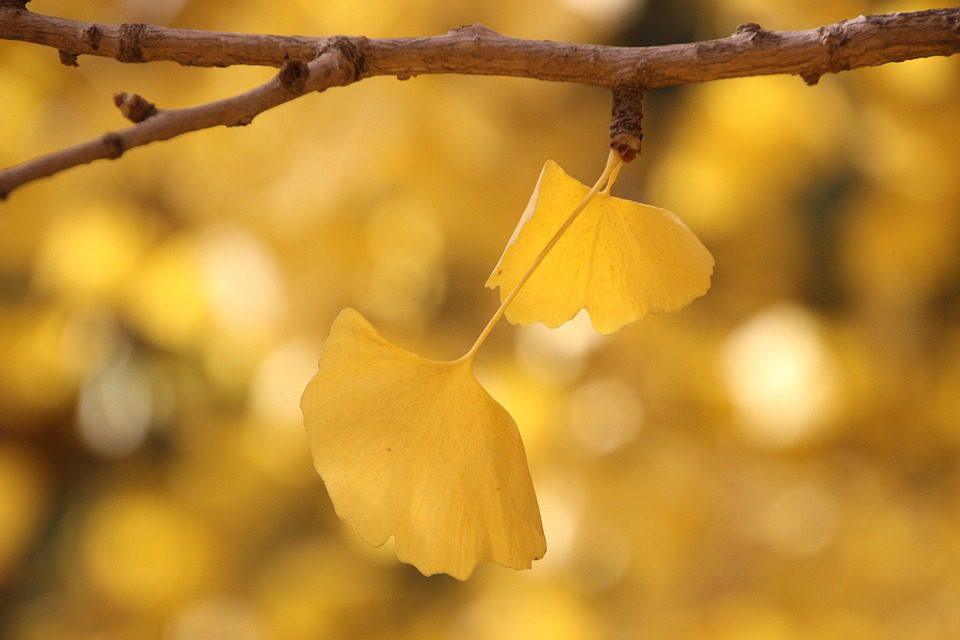 Ginkgo biloba – čínský strom s účinky na paměť a koncentraci