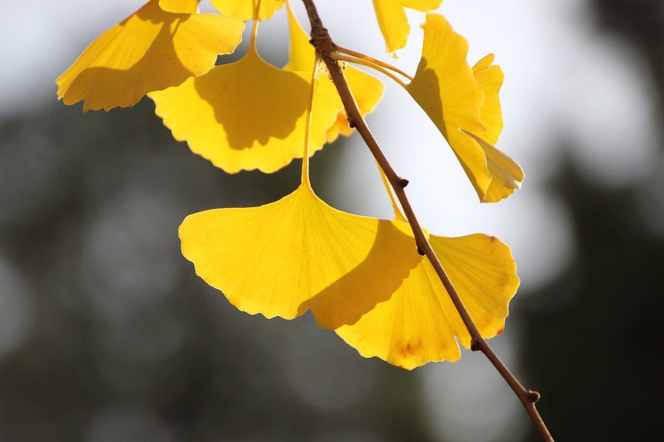 Pomáhá Ginkgo biloba při tinnitu?