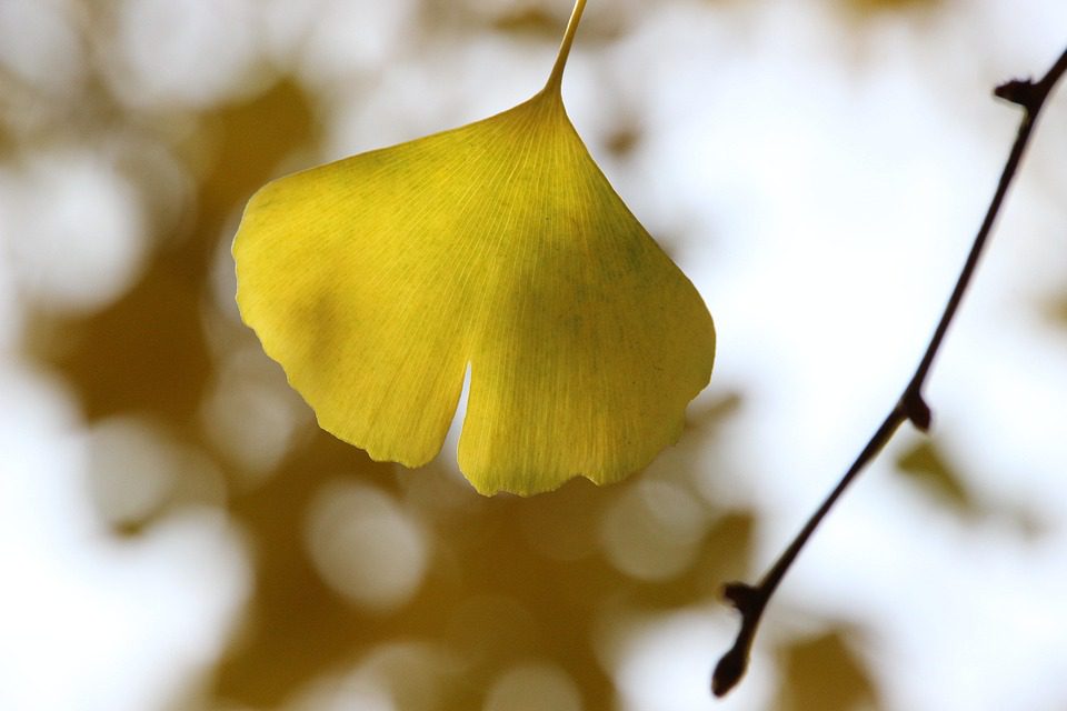 Ginkgo biloba – účinnost a využití v kapslích