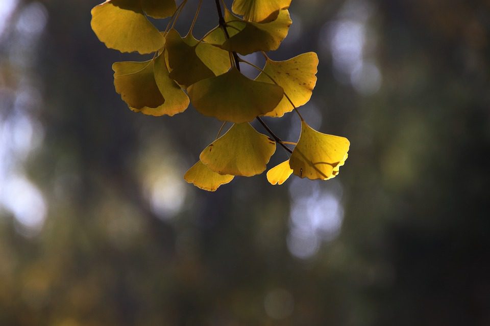 Ginkgo Biloba a jeho účinnost na paměť