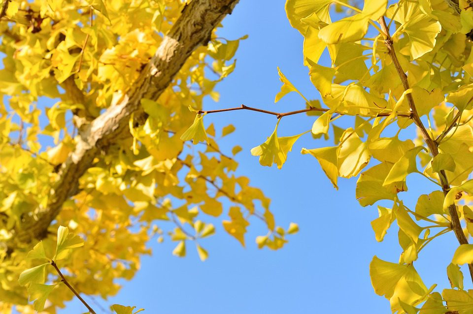 Způsobuje ginkgo biloba rakovinu?