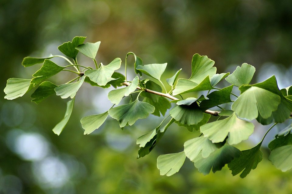 Ginkgo Biloba a paměť: Jaký je vliv na lidský mozek?