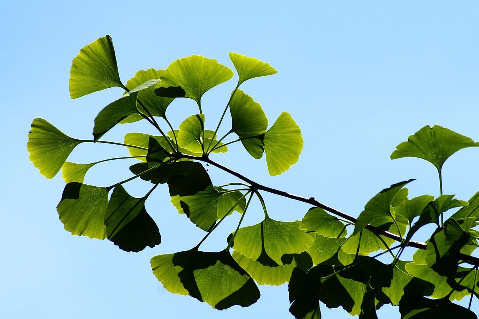 Ginkgo biloba - pro co slouží a jak působí?