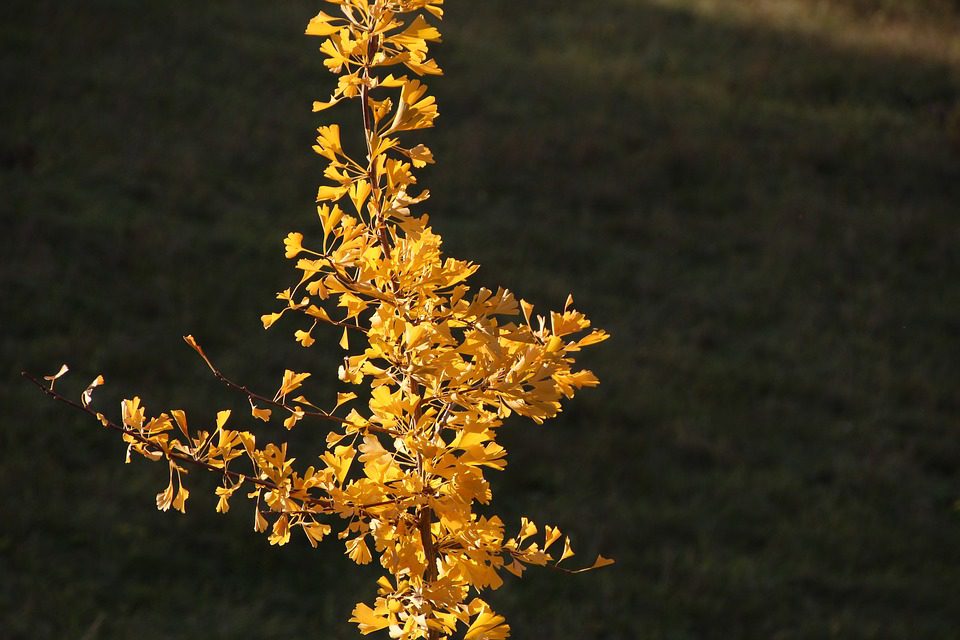 Ginkgo Biloba pomáhá s pamětí?