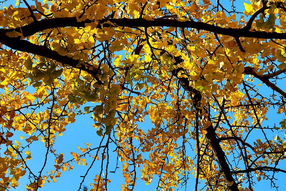 Ginkgo Biloba - Přírodní lék na podporu kognitivních funkcí