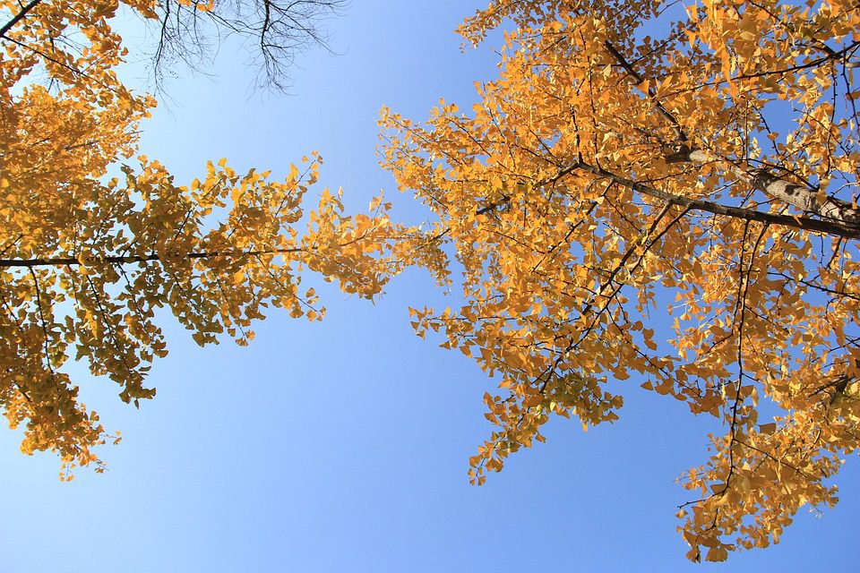 Ginkgo biloba kapsle - co to je a jak působí