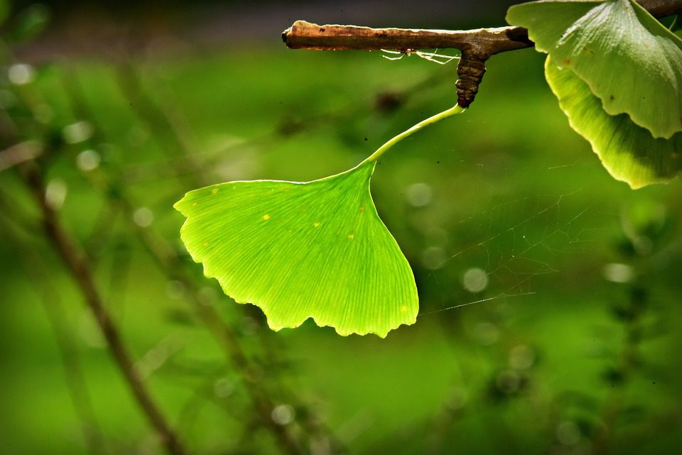 K čemu slouží ginkgo biloba