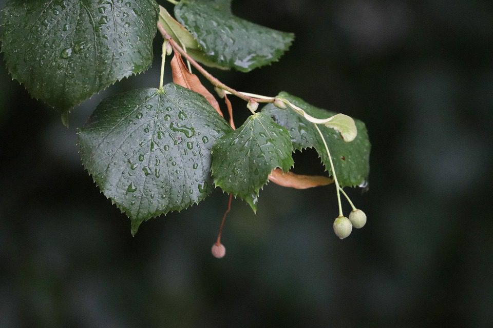 Pomáhá ginkgo biloba tinnitu?