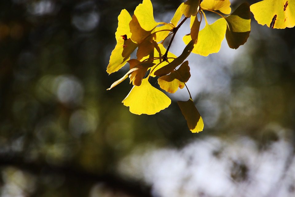 Ginkgo biloba - účinky a využití