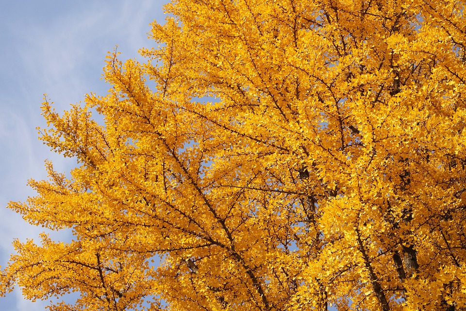 Ginkgo biloba a jeho účinky na paměť