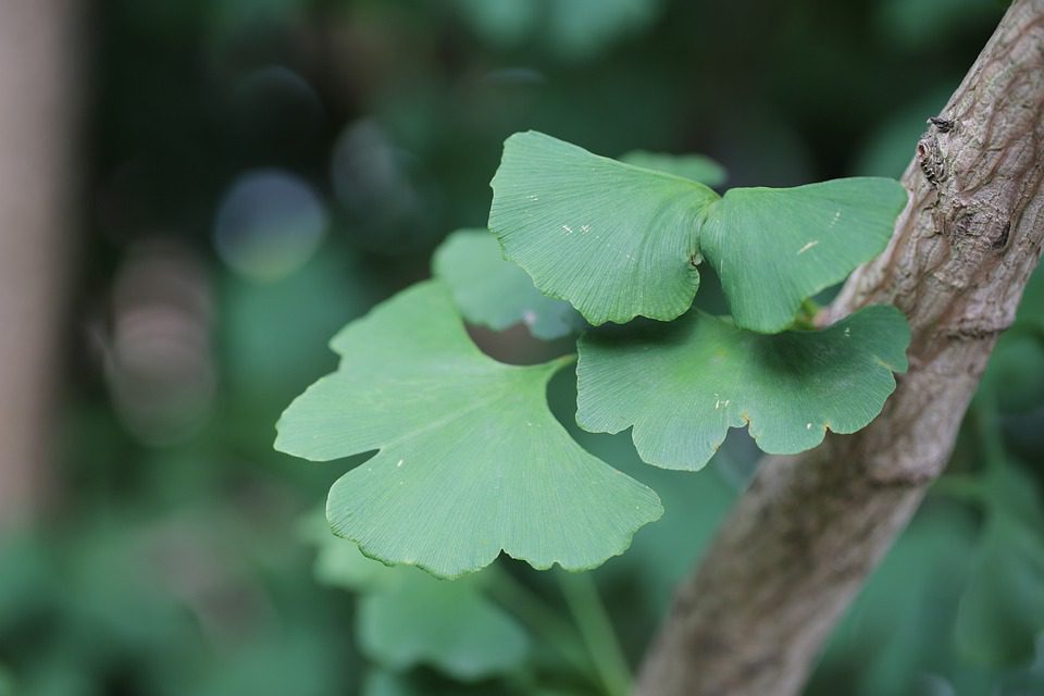 Jak dlouho trvá, než funguje ginkgo biloba?